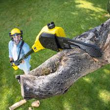 Grass Overseeding in North Fork, CA