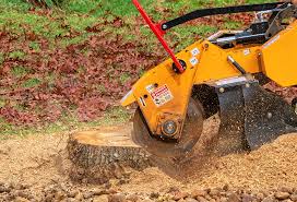 Best Lawn Renovation and Restoration  in North Fork, CA