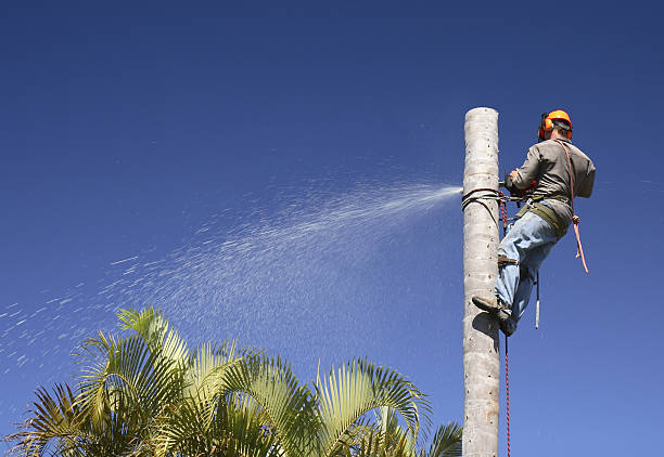 Best Tree Removal  in North Fork, CA