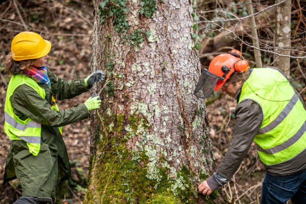 How Our Tree Care Process Works  in  North Fork, CA