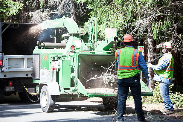 Best Tree Risk Assessment  in North Fork, CA