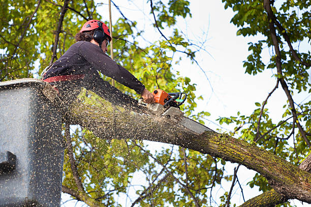 Best Lawn Maintenance Plans  in North Fork, CA