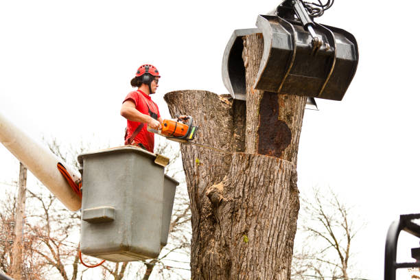 Trusted North Fork, CA Tree Care Experts